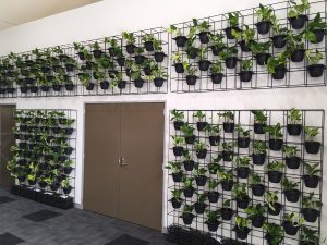 Vertical Greenery - Vertical Garden in Kogarah Library